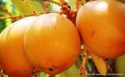 king coconut water - product's photo