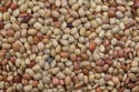 dried horse gram - product's photo