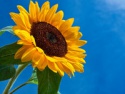 sunflower oil - cooking oil - product's photo