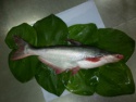 frozen pangasius - product's photo
