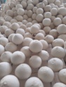 fresh young polished round cut coconut  - product's photo