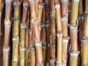 sugar icumsa 45 for sale - product's photo