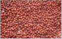 ragi seeds - product's photo