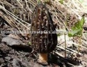 mushrooms - product's photo