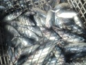seafrozen skipjack tuna whole round - product's photo