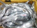 ribbon fish - product's photo