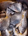 seabream fish - product's photo