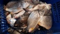 seabream fish - product's photo