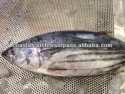 skip jack tuna whole round - product's photo