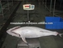 frozen yellow fin tuna whole & gulled - product's photo