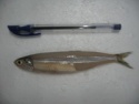 frozen anchovy whole - product's photo