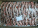 frozen reef code whole - product's photo