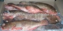 frozen reefcod - product's photo