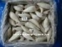 frozen squid tube - product's photo