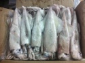 squid whole semi needle - product's photo
