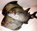 black pomfret fish - product's photo