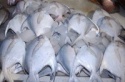 white pomfret - product's photo