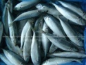 frozen horse mackerel fish - product's photo