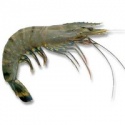 prawn - product's photo