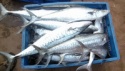 king fish - product's photo