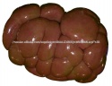 indian buffalo kidney's offal - product's photo