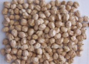 indian garbanzo bean - product's photo