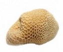  buffalo honey comb subproduktovs - product's photo