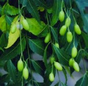 neem oil  - product's photo
