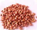 bold peanuts 50/60 - product's photo