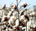 cottonseed meal for animal feed - product's photo