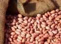 high qualiy peanuts in shell - product's photo