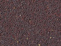 mustard seed - product's photo