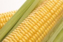 fresh sweet corn/corn cobs - product's photo