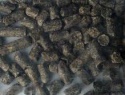beet pulp - product's photo