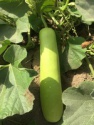 bottlegourd seeds f1 for oman - product's photo