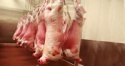 halal frozen whole lamb meat / halal frozen lamb meat parts - product's photo