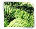 moringa drumstick - product's photo
